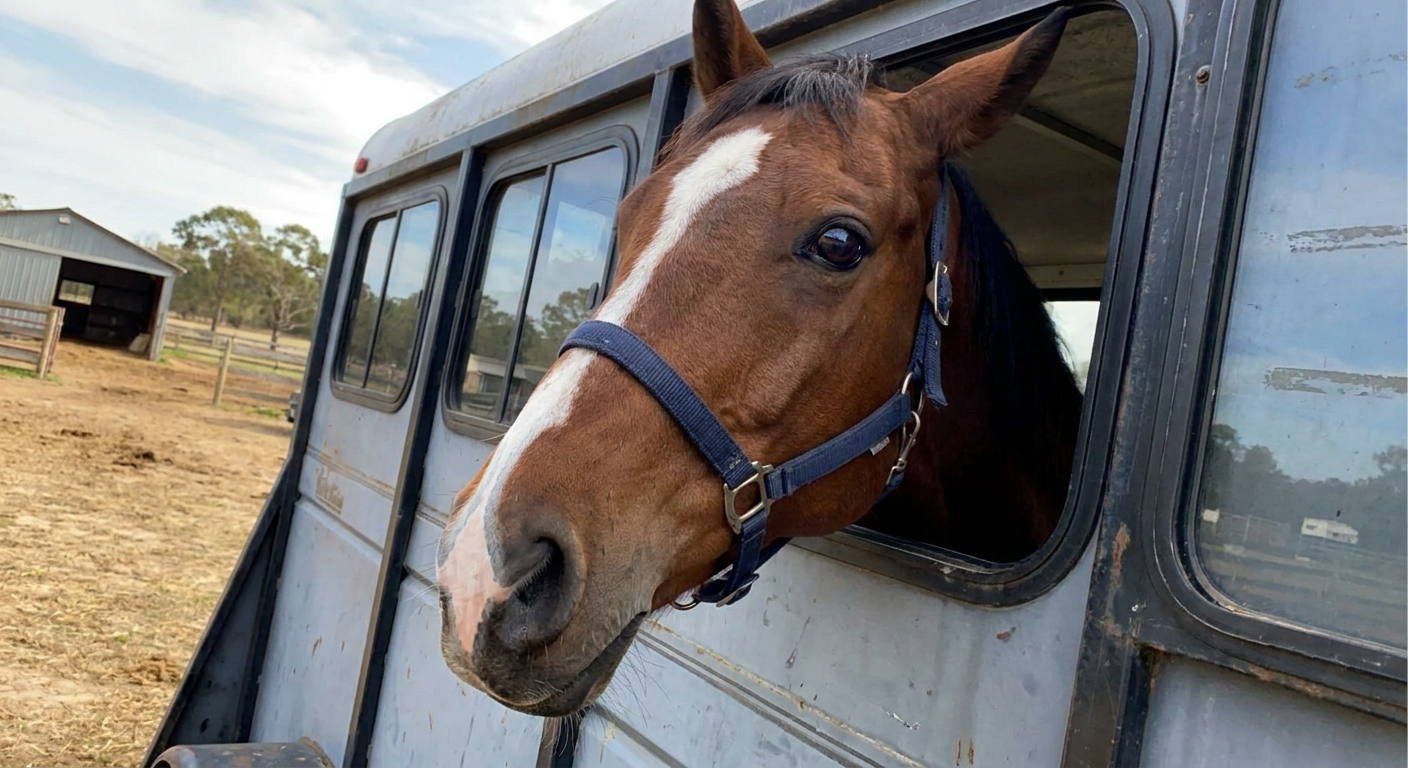 Al circular arrastrando un remolque en el que se transporta un animal de grandes dimensiones, como un caballo o una res, ¿es necesario que el conductor extreme la precaución y realice una conducción más cuidadosa?